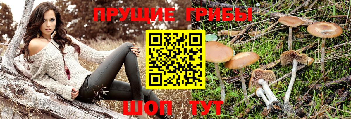 Киров  Псилоцибиновые грибы Psilocybe  Вход с VPN  Галлюциногенные грибы Cubensis 